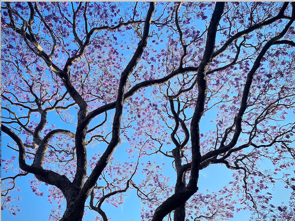 満開 紫の波 オーストラリア留学センター スタッフブログ